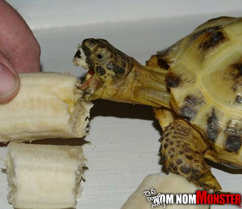Turtle Eating a Banana