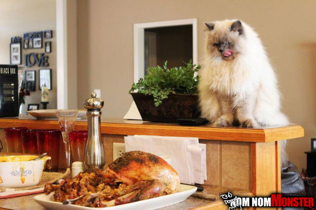 Cat about to eat Thanksgiving Leftovers