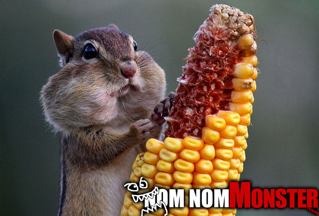 chipmunk-eats-corn