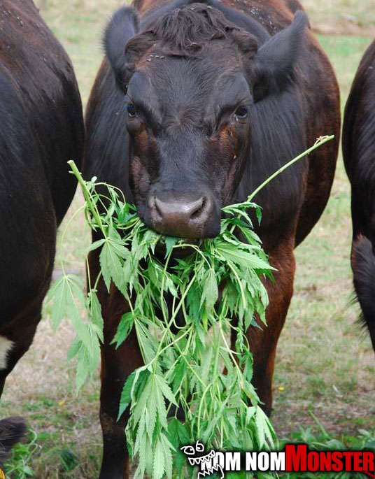 cow-weed