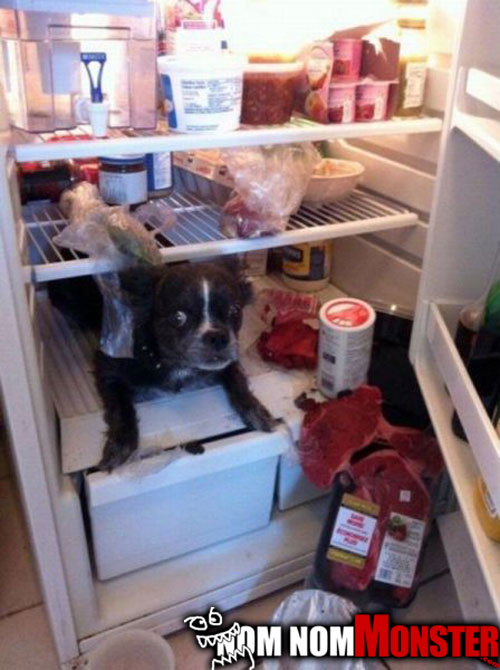 dog-in-fridge