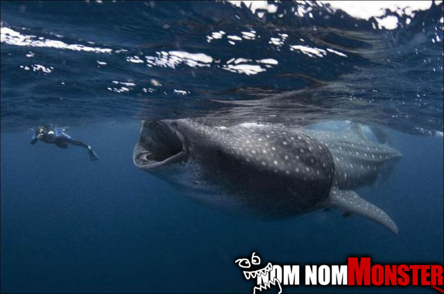 nom-whale